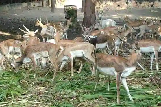 Nawab Wajid Ali Shah Zoological Garden Lucknow